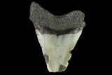 Bargain, Fossil Megalodon Tooth - North Carolina #124805-2
